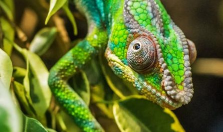 sognare un camaleonte