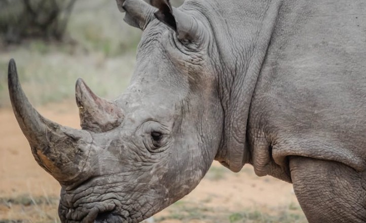 Sognare di Rinoceronte