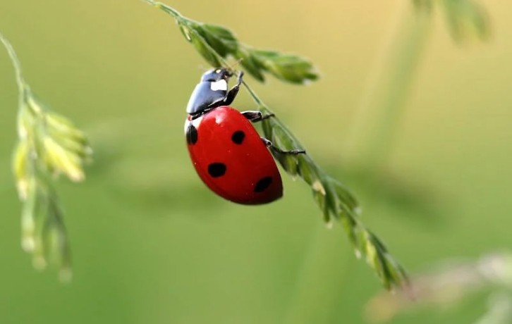 sognare coccinelle