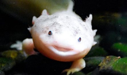 sognare una salamandra