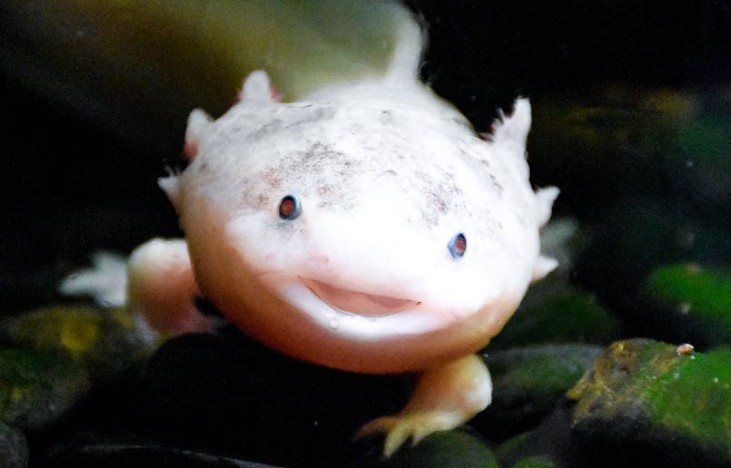 sognare una salamandra