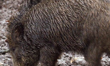 sognare un cinghiale