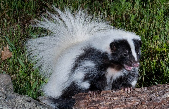 37 Significato spirituale di sognare uno skunk