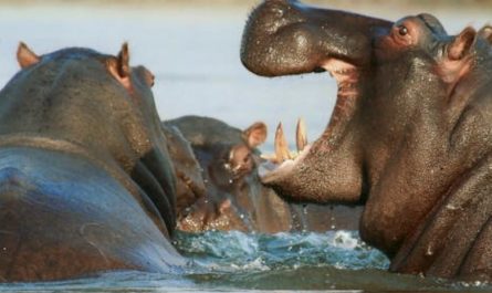 Sogna l'ippopotamo : 31 scenari e interpretazioni
