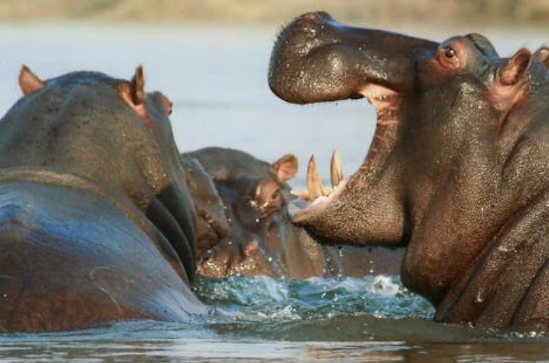 Sogna l’ippopotamo : 31 scenari e interpretazioni