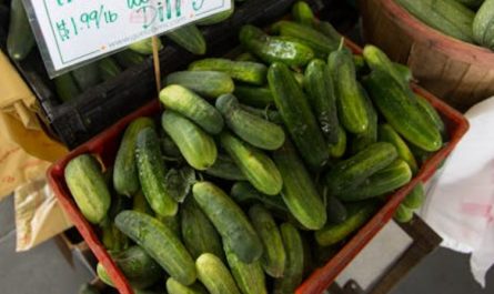 Sognare cetrioli : 29 scenari e interpretazioni