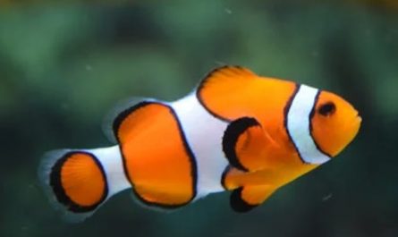 Sognare un acquario : 32 scenari e interpretazioni