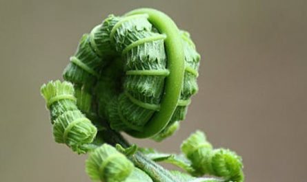 Sognare felci : 30 scenari e interpretazioni