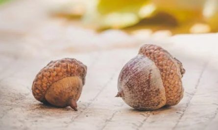 Sogna ghiande : 43 scenari e interpretazioni