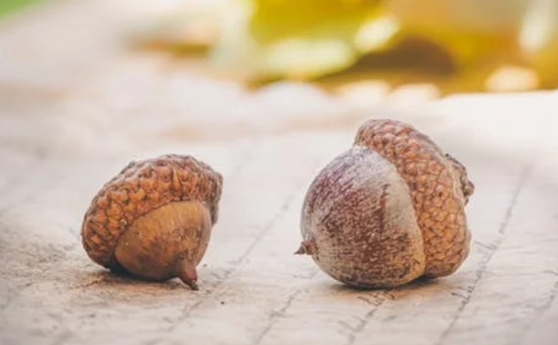 Sogna ghiande : 43 scenari e interpretazioni