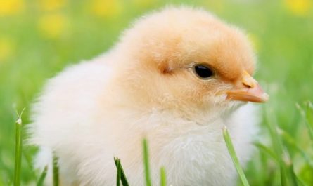 Sognare polli : 30 scenari e interpretazioni