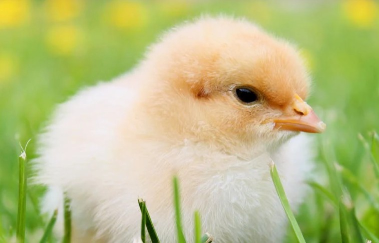 Sognare polli : 30 scenari e interpretazioni