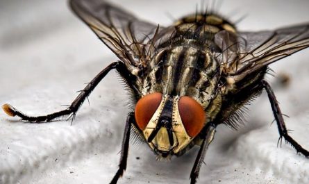 Sogni di mosche : 24 scenari e interpretazioni