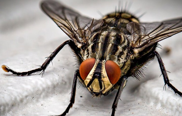 Sogni di mosche : 24 scenari e interpretazioni