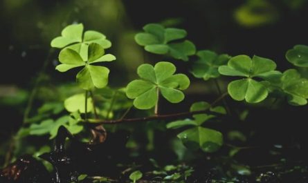 Sogna il quadrifoglio : 43 scenari e interpretazioni