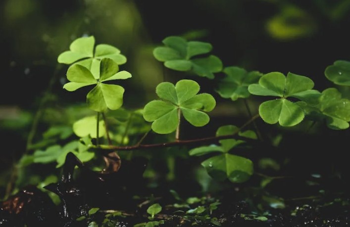 Sogna il quadrifoglio : 43 scenari e interpretazioni