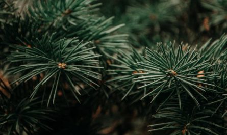 Sognare pini : 49 scenari e interpretazioni