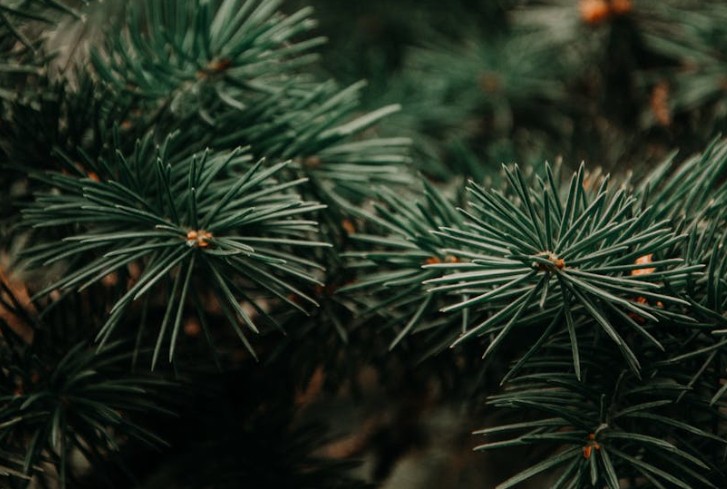 Sognare pini : 49 scenari e interpretazioni