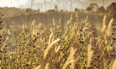 Sogna le erbacce : 35 scenari e interpretazioni