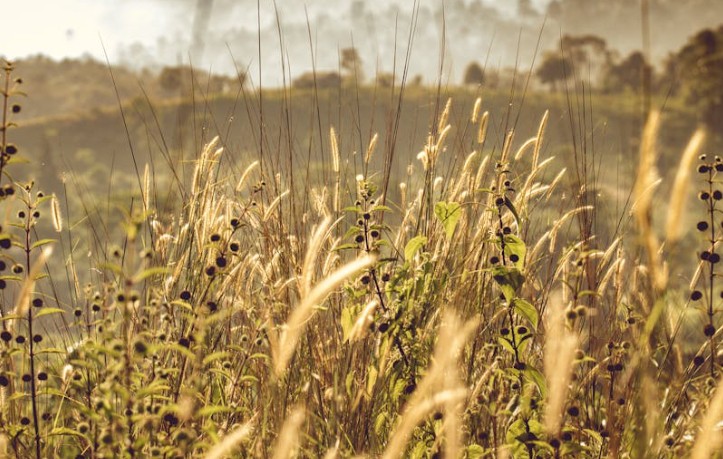 Sogna le erbacce : 35 scenari e interpretazioni