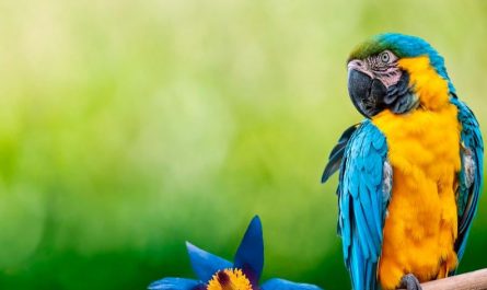 Sognare pappagalli : 20 scenari e interpretazioni