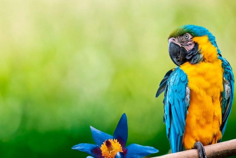 Sognare pappagalli : 20 scenari e interpretazioni