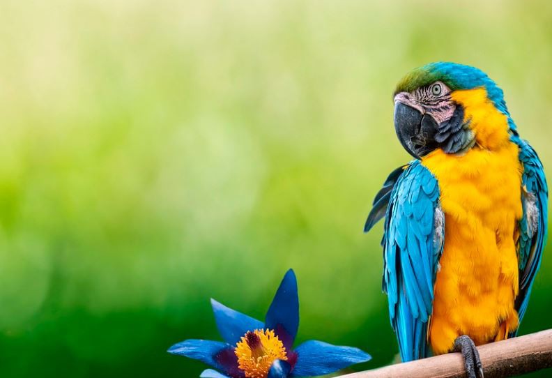 Sognare pappagalli : 20 scenari e interpretazioni