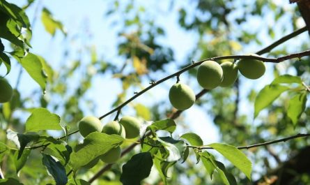 Sogna le prugne : 9 scenari e interpretazioni