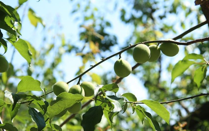 Sogna le prugne : 9 scenari e interpretazioni