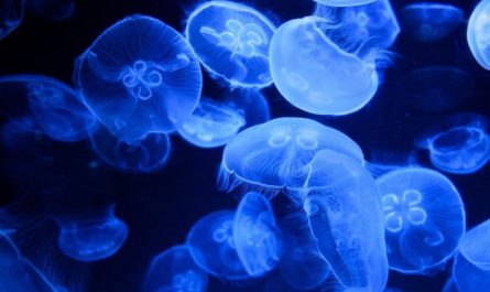 Sognare meduse : 13 scenari e interpretazioni