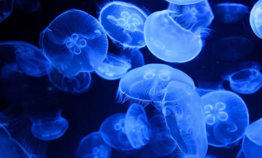 Sognare meduse : 13 scenari e interpretazioni