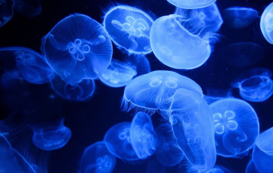 Sognare meduse : 13 scenari e interpretazioni