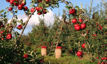 Sognare alberi da frutto : 10 scenari e interpretazioni