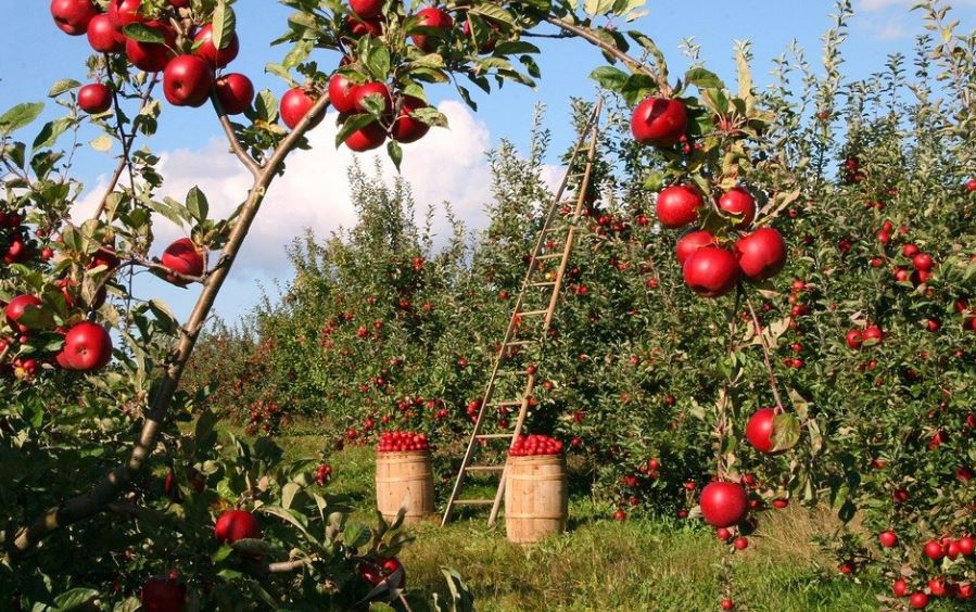 Sognare alberi da frutto : 10 scenari e interpretazioni