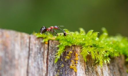 Sognare formiche rosse : 10 scenari e interpretazioni
