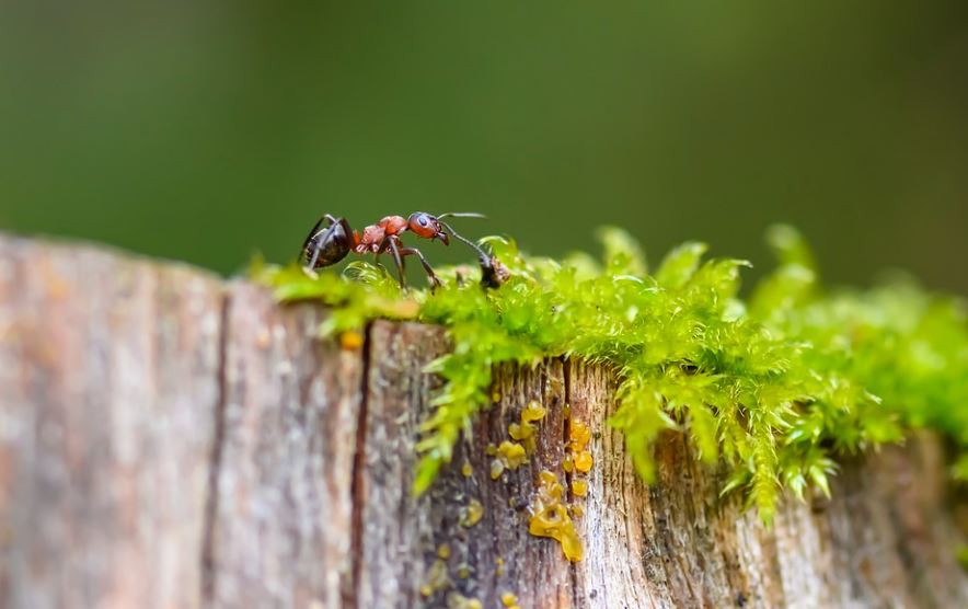 Sognare formiche rosse : 10 scenari e interpretazioni