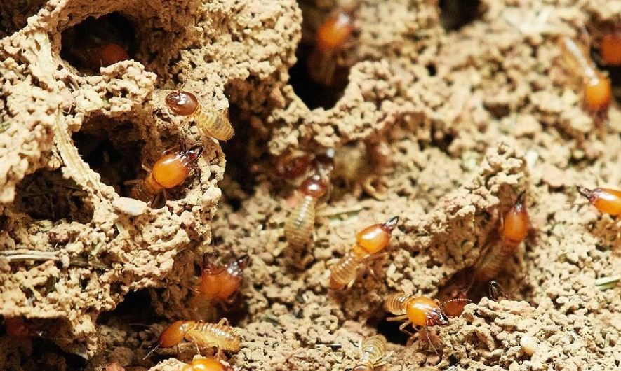 Sognare termiti : 11 scenari e interpretazioni