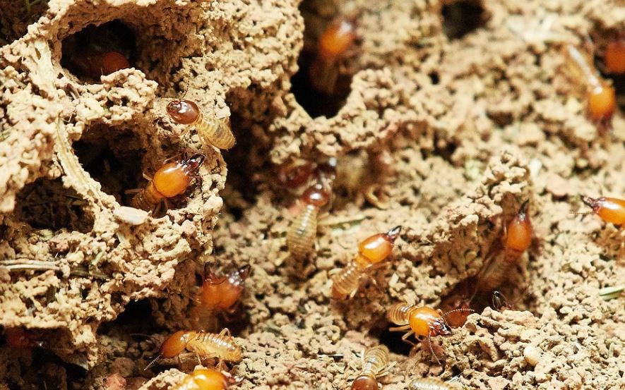 Sognare termiti : 11 scenari e interpretazioni