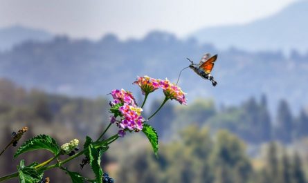 Sognare falene : 13 scenari e interpretazioni
