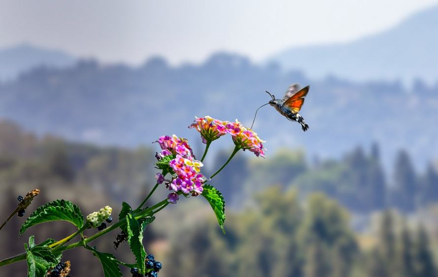 Sognare falene : 13 scenari e interpretazioni