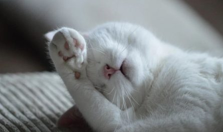 Sognare un gatto malato : 15 scenari e interpretazioni