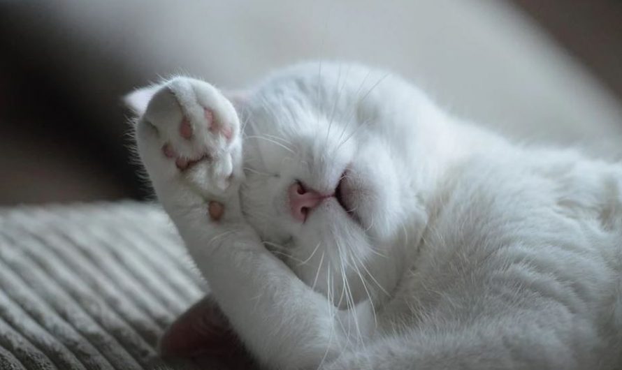 Sognare un gatto malato : 15 scenari e interpretazioni