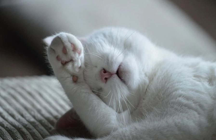 Sognare un gatto malato : 15 scenari e interpretazioni