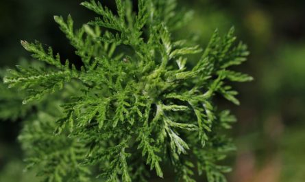 Sognare l'artemisia : 10 scenari e interpretazioni