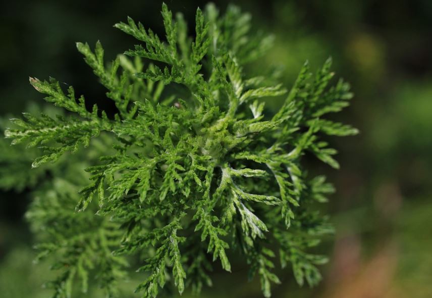 Sognare l'artemisia : 10 scenari e interpretazioni