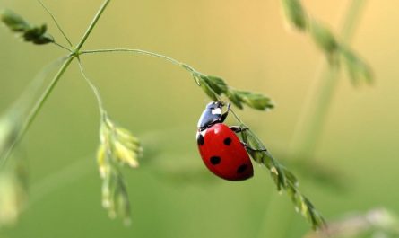 Sognare coccinelle : 17 scenari e interpretazioni