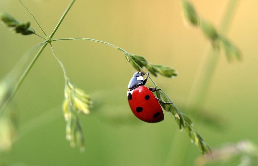 Sognare coccinelle : 17 scenari e interpretazioni