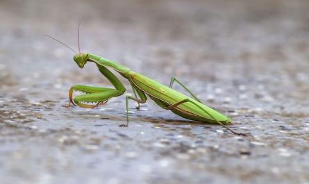 Sognare una mantide : 15 scenari e interpretazioni