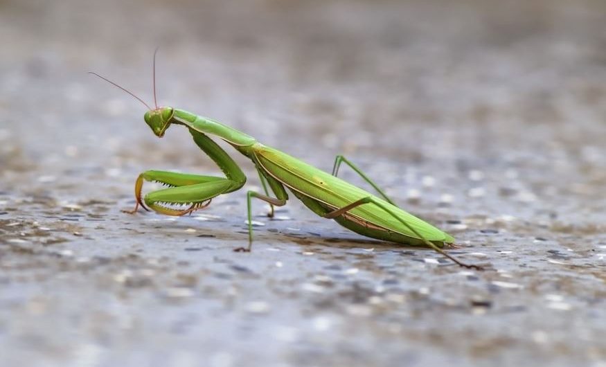 Sognare una mantide : 15 scenari e interpretazioni