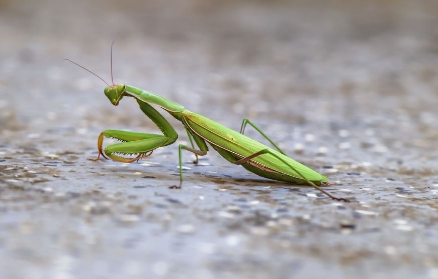 Sognare una mantide : 15 scenari e interpretazioni